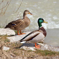 200x200 duck